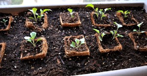 BroccoliSeedlings