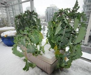 SnowyBroccoli