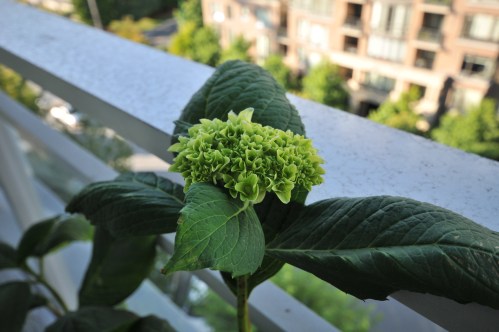 greenhydrangea