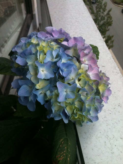 purplebluehydrangea