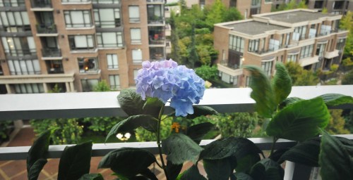sidehydrangea