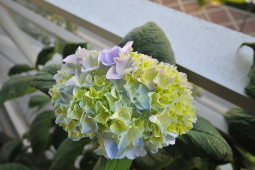 whitepinkhydrangea