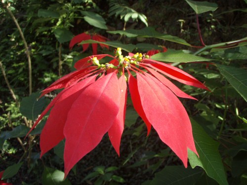 Poinsettia
